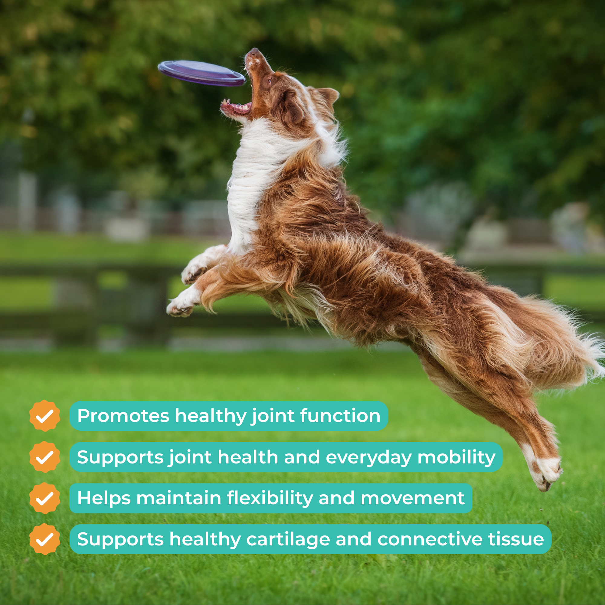 Hip & Joint Mobility Care