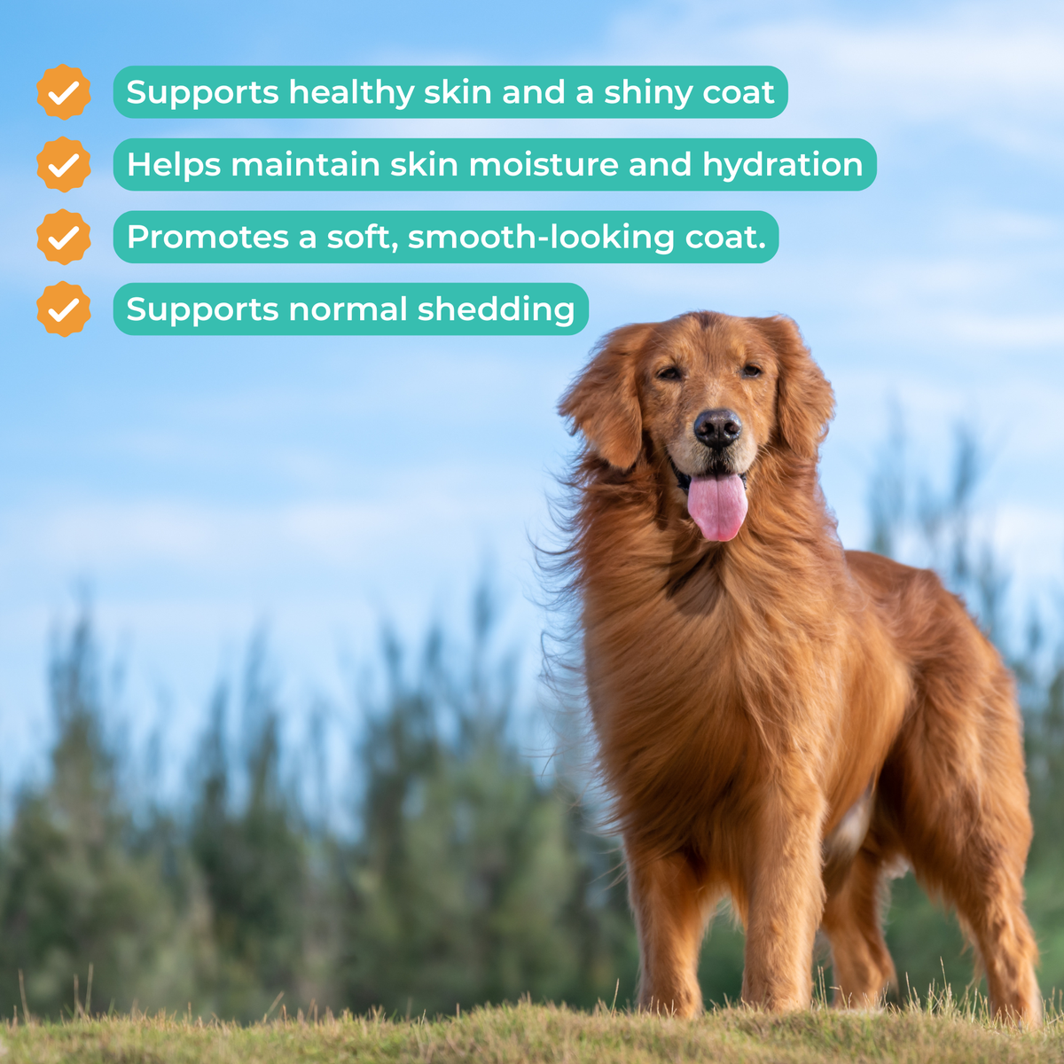 Skin & Coat Health Support